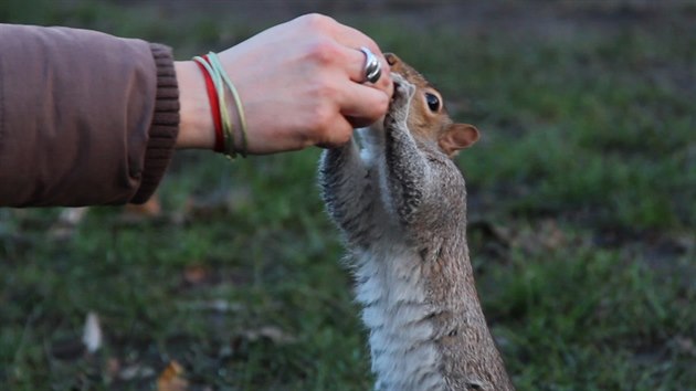 Popelav veverky se v londnskm Hyde parku nechaj krmit z ruky.