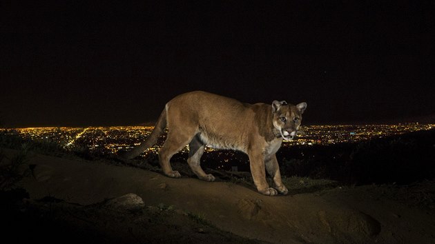 Americk fotograf Steve Winter pracujc pro National Geographic zskal v souti World Press Photo 2014 prvn cenu v kategorii Proda za srii, jej soust je i tento snmek pumy zachycen v Griffith Parku v Los Angeles fotopast.