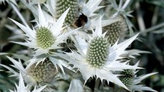 Máčka obrovská (Eryngium giganteum) Máčka obrovská (Eryngium giganteum)