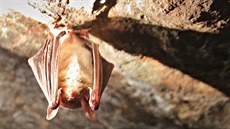 Zoolog Ludk Bufka provádí pravidelný monitoring netopýr ijících na území...