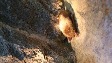 Zoolog Národního parku umava Ludk Bufka si prohlíí spícího Netopýra velkého.