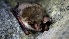 Netopýr velký (Myotis myotis). Netopýr velký (Myotis myotis).