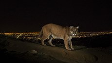 Americký fotograf Steve Winter pracující pro National Geographic získal v...