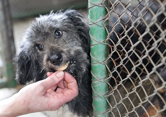 Pes se z mnohaetných zlomenin dostane díky péi veteriná. ilustraní snímek