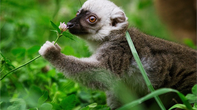 Lemur blohlav