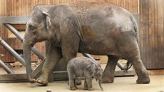 Títýdenní sln z ostravské zoologické zahrady se svou matkou Vishesh. (26....