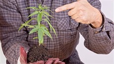 Jiřímu Přibáňovi konopí pomohlo s léčbou páteře i cukrovky. Pěstuje si ho sám.... Jiřímu Přibáňovi konopí pomohlo s léčbou páteře i cukrovky. Pěstuje si ho sám....