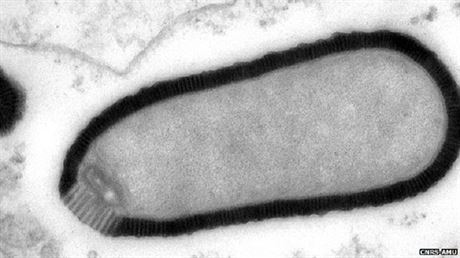 Ticet tisíc let starý vir znovu oil v laboratoi.
