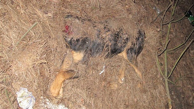 Na Berounsku se za posledn rok nalo pt psch tl bez hlavy
