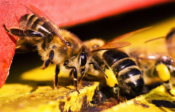 Vely vylétávají z úlu, kdy je 13 a 15 stup nad nulou. Kdy teplota klesne,...