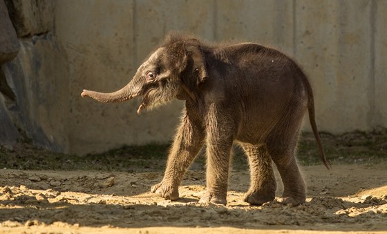 Problémy sloních mláat s kojením inspirovaly ostravskou zoo ke sbírce na podporu výzkumu.