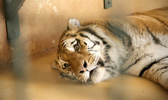 V ín je v zajetí dreno a est tisíc tygr (ilustraní snímek)