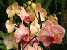 Jeden z nejnovjích hybrid druhu Phalaenopsis, který mete bez problém...