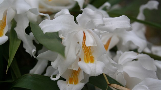 Chladnomiln orchidej z Himlaje, Coelogyne cristata, byla oblbenou pokojovou orchidej zhruba ped sto lety, kdy se vytply jen nkter mstnosti byt a dom. Pro barvu kvt j nae prababiky kaly vajko na mkko.
