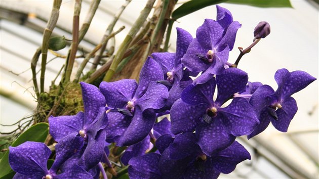 Hybridn orchideje pedpstovan v Thajsku a dopstovan v Holandsku pat k tm vizuln nejatraktivnjm.