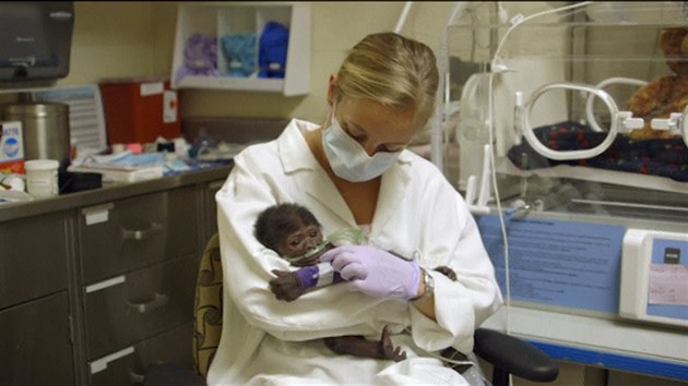 Goril mld narozen v Safari parku v San Diegu m zpal plic.