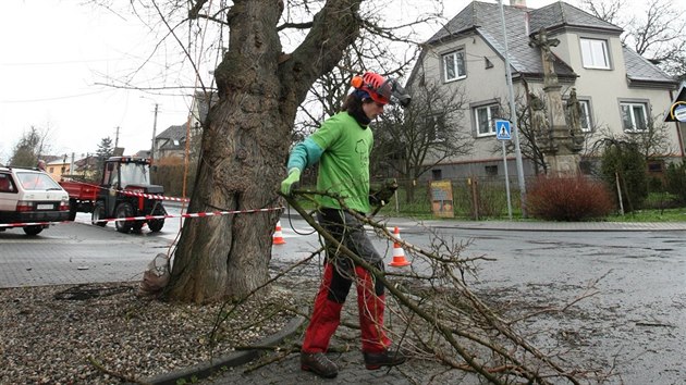 Letit morue rostouc ve Vikovicch na umpersku, jej st je odhadovno na 120 let, se dokala odborn pe. Ohrouji ji hniloba.