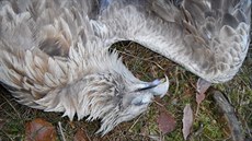 Tělo mrtvého orla mořského nalezené na stromě poblíž Protivína na Písecku. Tělo mrtvého orla mořského nalezené na stromě poblíž Protivína na Písecku.