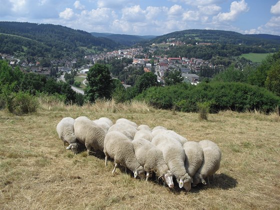 Pasoucí se ovce na Velké Homolce, která by mla díky výkupu pozemku SOP zstat...
