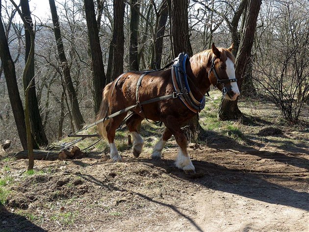 K pomáhá lesníkm v Chuchelském háji