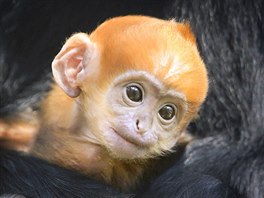 LANGUR. Títýdenní mlád langura se poprvé pestavilo veejnosti v parku divoké...