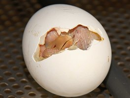 Vajíko rodie vyhodili z hnízda, a tak muselo být umístno v líhni. (snímek z...