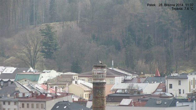 Zábr z webkamery na komín pivovaru v Trutnov, kam se vrátil áp bílý. (28. 3....