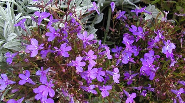 Lobelky (Lobelia kristalpalast) vytvej keky s velkm mnostvm drobnch modrch nebo blch kvt.