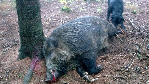 Labrador Endy zachrnil v jnu 2013 ped nebezpenm postelenm divokem svho pna. Na snmku s nm je pot, co divoka zastelili myslivci. Ilustran foto. 