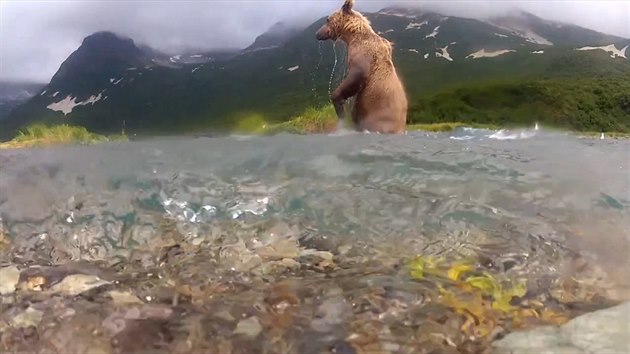 Medvd grizzly vyhl v ece ryby vztyen na zadnch. 