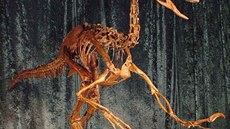 Sloená kostra dinosaura jménem Anzu wyliei (20. bezna 2014)