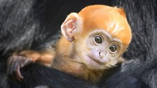 LANGUR. Třítýdenní mládě langura se poprvé přestavilo veřejnosti v parku divoké... LANGUR. Třítýdenní mládě langura se poprvé přestavilo veřejnosti v parku divoké...