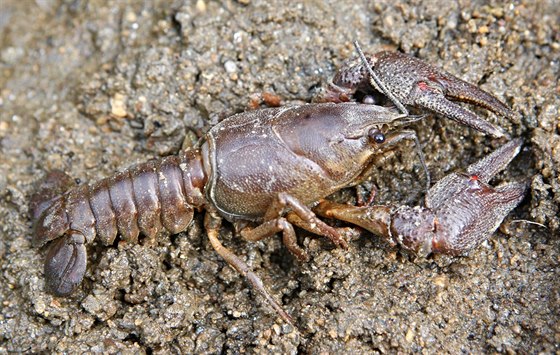 V íce Doubravce ila velká populace rak íních. Tém osm a pl tisíce jich uhynuly po úniku pesticidu z areálu zemdlské spolenosti ve Vilémov.