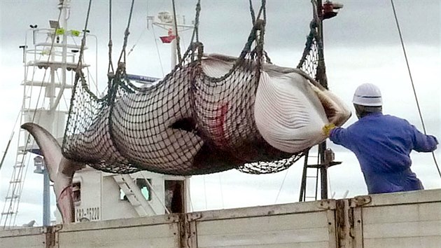 Japonsko nelov velryby k vdeckm elm, jak tvrd, rozhodl Mezinrodn soudn dvr OSN. Verdikt znamen pro Tokio doasn zkaz lovu u Antarktidy. (Ilustran snmek)