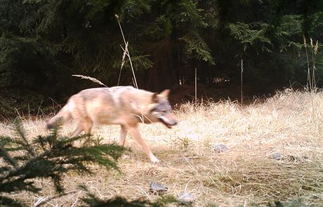 Vlk zachycený ukradenou fotopastí. 