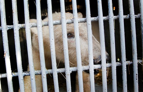 Z brnnské zoologické zahrady ve tvrtek dopoledne odvezli samiku ledního...