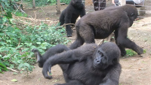 Po skonen karantny byla Afangui seznmena s Chickaboo a Lucy, jejmi novmi pteli z lesa.