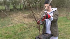 Šikmé větve představují oříšek, vyplatí se "předlomit" si je předem. Šikmé větve představují oříšek, vyplatí se "předlomit" si je předem.