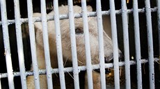 Z brněnské zoologické zahrady ve čtvrtek dopoledne odvezli samičku ledního... Z brněnské zoologické zahrady ve čtvrtek dopoledne odvezli samičku ledního...