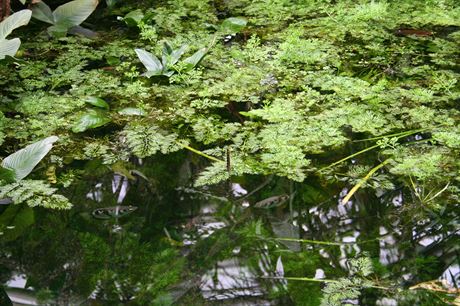 Krasavec Morpho peleides (zhruba uprosted fotografie), kter usedl na vodn...