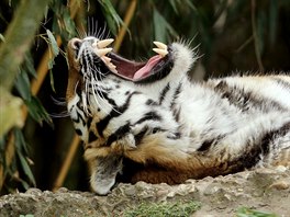 OSPALÁ ELMA. Tygr sibiský se vyhívá na sluníku ve svém výbhu v duisburgské...