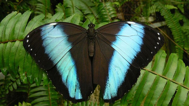 Morpho achilles