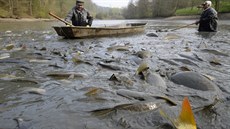 Výlov jednoho ze Zboženských rybníků nedaleko centra Zlína rybáři naplánovali... Výlov jednoho ze Zboženských rybníků nedaleko centra Zlína rybáři naplánovali...
