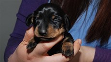 V Soulu sídlící společnost Sooam Biotech naklonovala štěně jménem Mini-Winnie z... V Soulu sídlící společnost Sooam Biotech naklonovala štěně jménem Mini-Winnie z...