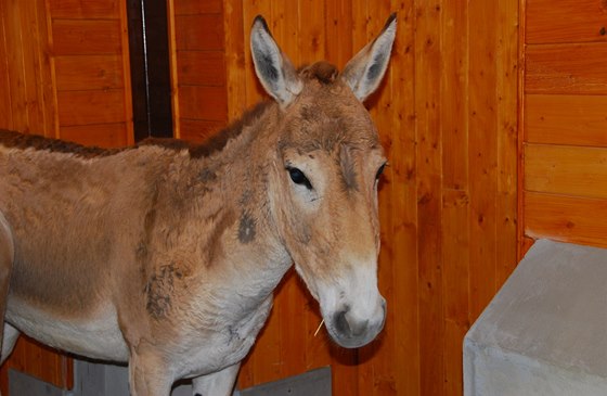 Jedna ze dvou samic divokého osla, onagera, které se zabydlují v ostravské zoo.