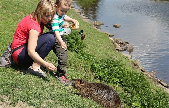 Krom toulavých koek nesmí obyvatelé Hradce krmit ani nutrie, které ijí na soutoku Labe s Orlicí. (Ilustraní snímek)