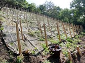 Na svahu pod brněnským hradem Špilberk ve středu 23. dubna 2014 začala po více... Na svahu pod brněnským hradem Špilberk ve středu 23. dubna 2014 začala po více...