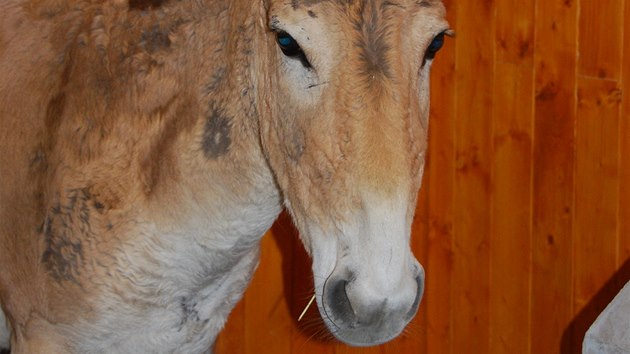 Jedna ze dvou samic divokho osla, onagera, kter se zabydluj v ostravsk zoo.