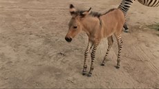 Zebroid, kříženec zebry a osla, se narodil v mexické zoo Reynosa. Zebroid, kříženec zebry a osla, se narodil v mexické zoo Reynosa.
