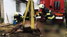 Hasiči ze dvou stanic vyprošťovali koně celkově zhruba pět hodin. Nakonec se... Hasiči ze dvou stanic vyprošťovali koně celkově zhruba pět hodin. Nakonec se...